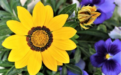 The Treasure Flower