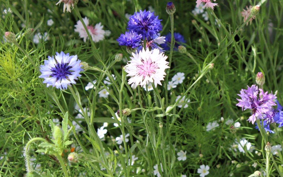 Like the First Morning