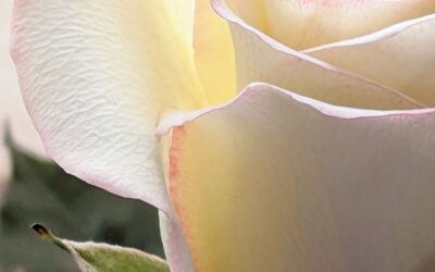 What Does It Look Like to Love God?